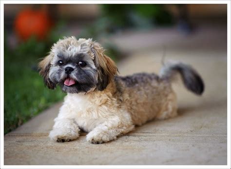 Jatzu Shih Tzu And Japanese Chin Mix Breed Guide Pictures Info Care
