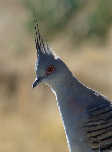 Australian Crested Pigeon The Crested Pigeon And The Spinifex Pigeon Are