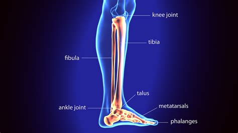 The Structure And Function Of The Tibia And Fibula Umzu