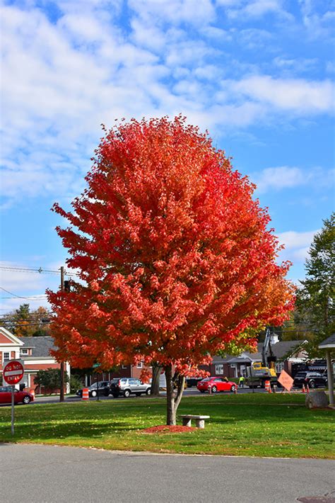 Autumn Splendor Sugar Maple Acer Saccharum Autumn Splendor In Blue