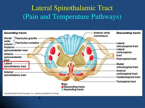 Ppt Spinal Cord Ascending Tracts Powerpoint Presentation Free