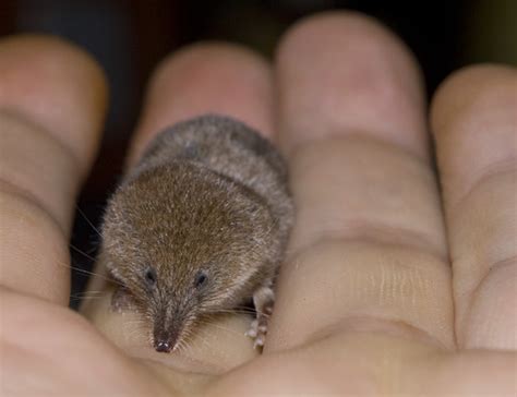 Interesting Facts About Pygmy Shrews A Natural History Of Britain