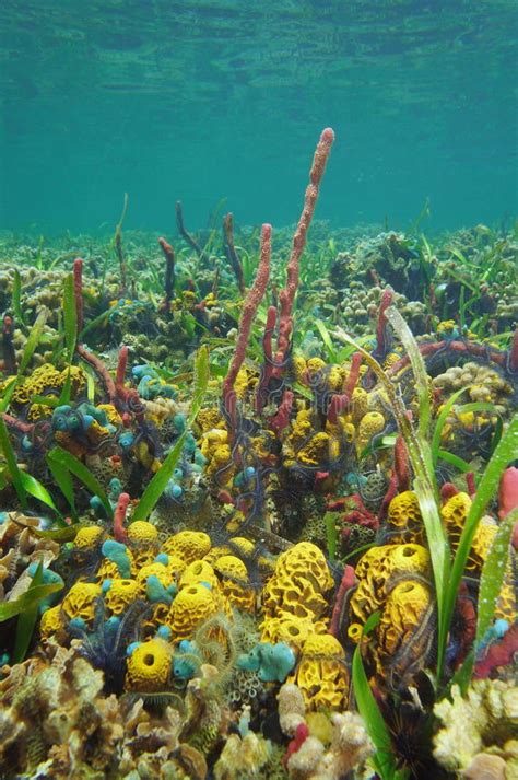 Colorful Underwater Life Seabed Of Caribbean Sea Stock