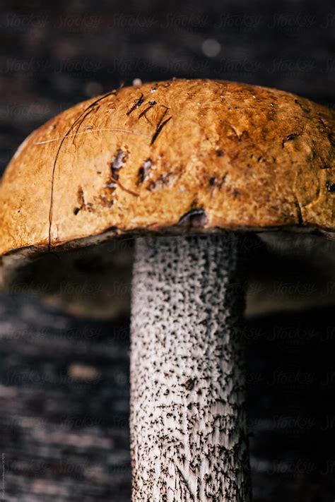 Closeup Of A Edible Field Mushroom By Stocksy Contributor Marija