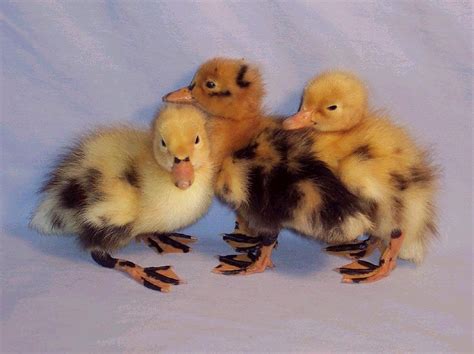 The american pekin duck accounts for 90% of the commercially reared ducks in the united states of america. Ancona Ducklings (With images) | Duck breeds