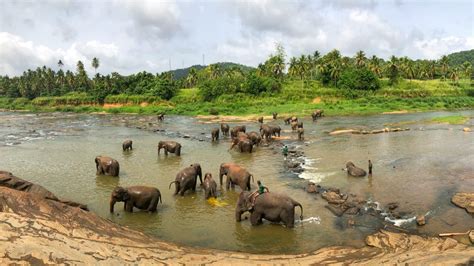 6 Best Sri Lanka Wildlife Photography Tours Regenerative Travel