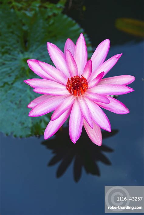 A Pink Water Lily Nymphaeaceae Stock Photo