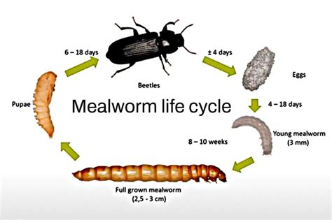 Mealworm Life Cycle 1 Guide Atbuz