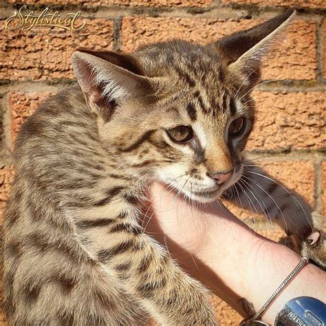 This page is updated daily so check back often! F3 Savannah Kittens - Cats from your wildest dreams