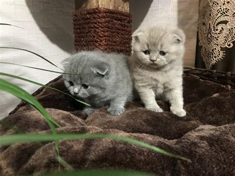 Scottish Fold Kittens Grey Milkish White Coloured For