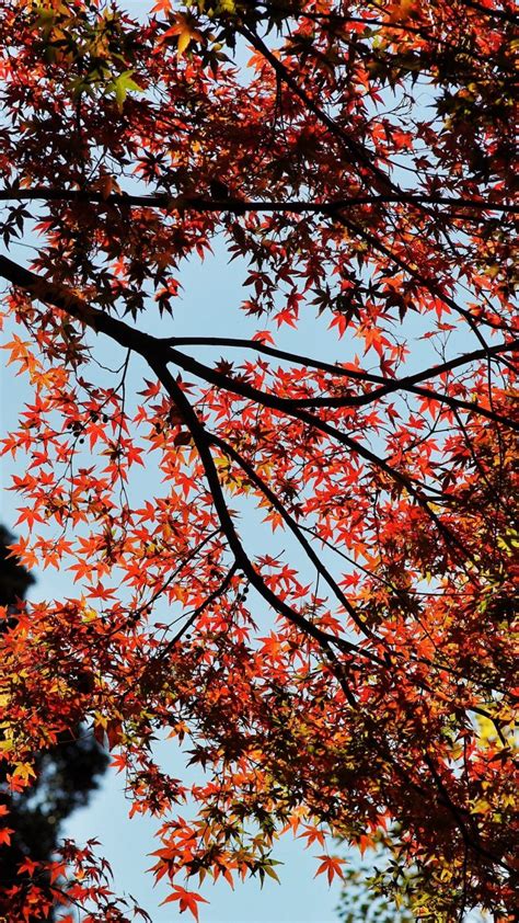 Maple Autumn Trees Wallpaper 1080x1920
