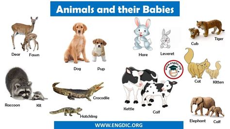 Animals And Their Babies Names In English Pdf Engdic