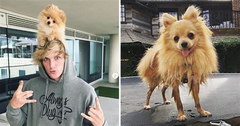 Logan Paul Gets Tearful As Puppy Kong Da Savage Is Killed By Coyotes
