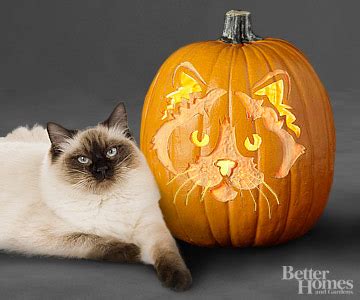 Turns out squash of any variety (pumpkin is a squash) is pretty good for cats. Ragdoll Cat Pumpkin Stencil
