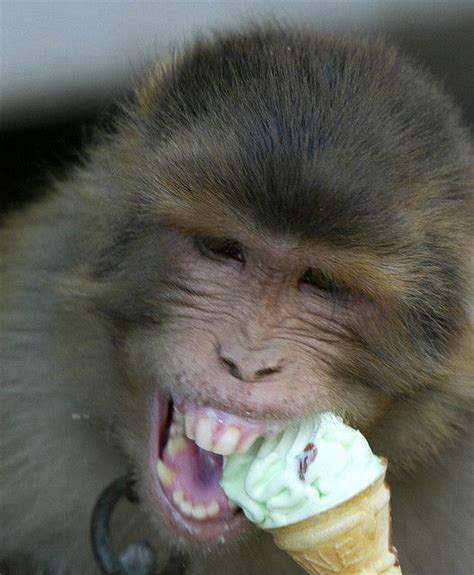 Monkeys Eating Ice Cream