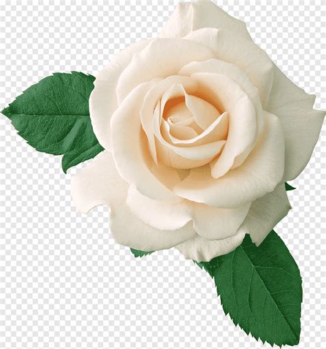 Rosa Negra Blanca Rosa Blanco Floribunda Png Pngegg