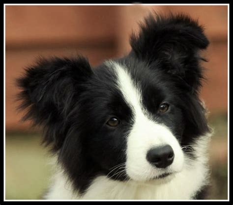 Maybe you would like to learn more about one of these? Pictures of Puppies | 45 Free Cute Border Collie Puppy Images - HubPages