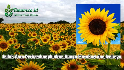 Bunga matahari dapat ditanam di pekarangan rumah kalian sebagai tanaman hias dengan batas ketinggian 0 hingga 1500 meter diatas permukaan laut. Inilah Cara Perkembangbiakan Bunga Matahari dan Jenisnya