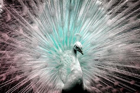 Leucistic White Peacock Photograph By Deena Stoddard Pixels