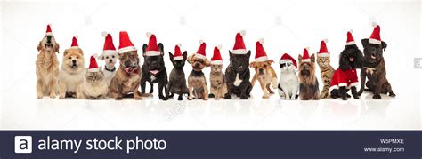 Many Adorable Pets Of Different Breeds Wearing Santa Hats While