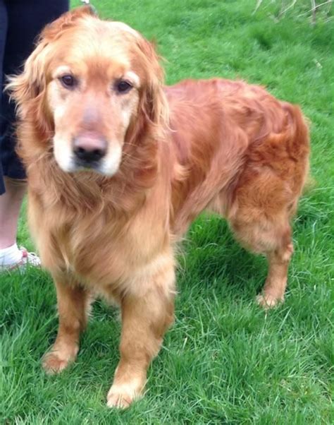 Placements are not on a first come/first serve basis, rather placements are made. Adopt Tucker on Petfinder | Golden retriever rescue, Dogs ...