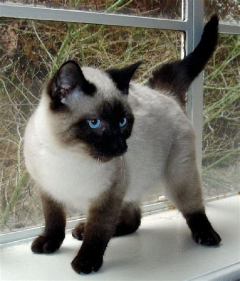 Seal Point Balinese Cats Zoe Fans Blog Siamese Cats Cats Gorgeous