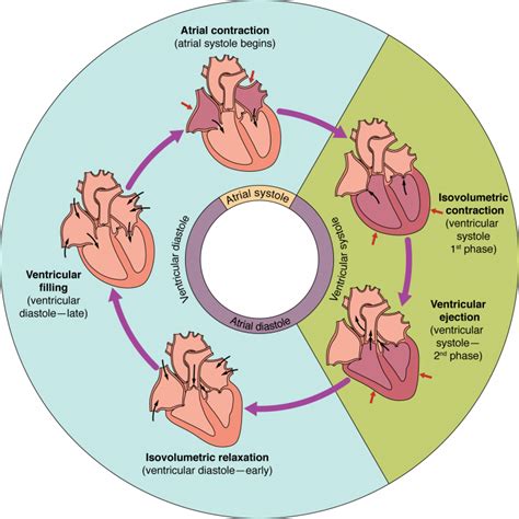 193 Cardiac Cycle Anatomy And Physiology