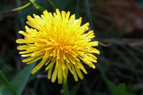 Bright Yellow Dandelion Flower Free Stock Photo Public Domain Pictures