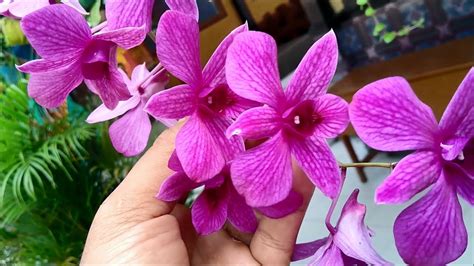 Anggrek Larat Atau Cooktown Orchid Dendrobium Phalaenopsis Bunga Asli