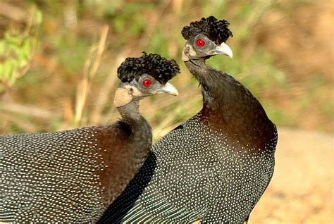 Facts About Guinea Fowl