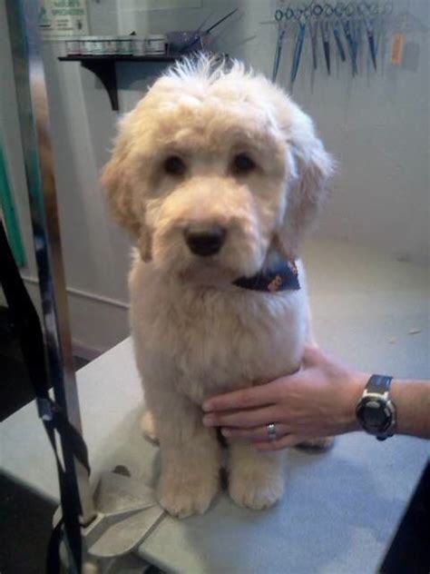 The goldendoodle teddy bear cut: Pin on Puppy Love