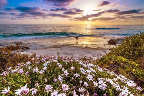 Wallpaper California Pacific Ocean Flowers Hd Widescreen High