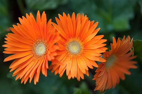 Gerbera Daisies Plant Care And Growing Guide