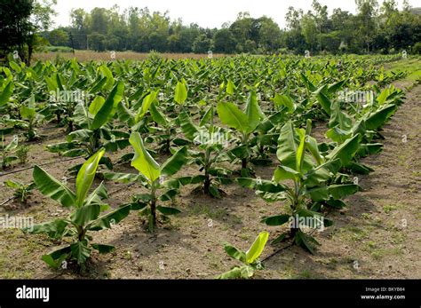 Banana Plantation With Drip Irrigation At Ralegan Siddhi Near Pune