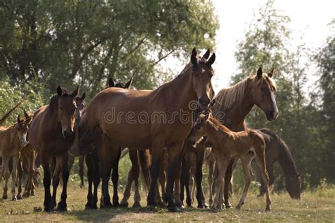 Stud Of Horses Stock Photo Image Of Meadow Black Brown 2913408