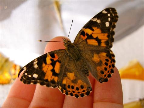 Cream Colored Butterfly