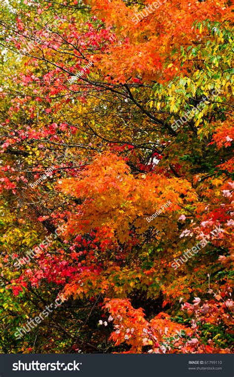Colorful Fall Leaves With Green Leaves In The Background