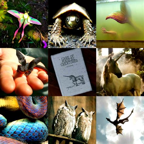 Moodboards Care Of Magical Creatures Classin The Class Students Learn