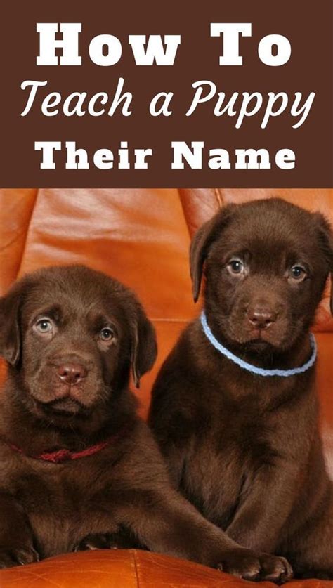 How To Teach A Puppy Their Name And How You Should Use It Dog