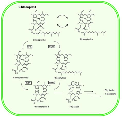 Chlorophyll Degradation Pathway Chl Chlorophyllase Sgr Stay Green Download Scientific