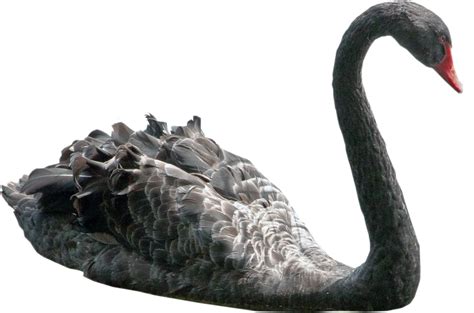 Black Swan By Wesley Souza On Deviantart