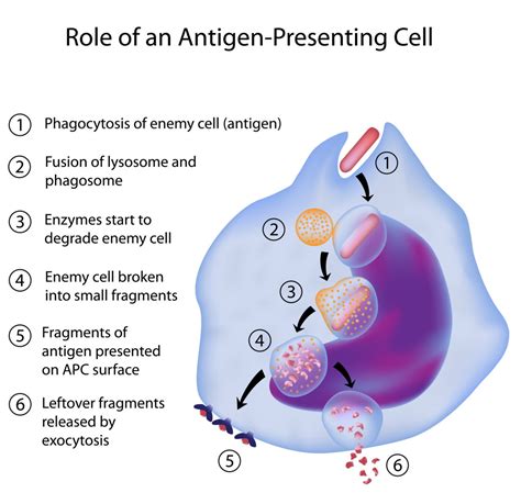 Antigen Presenting Cell Images Frompo 1