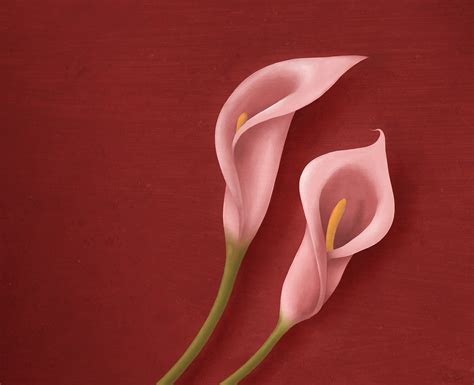 Pink Calla Lily Studiochris