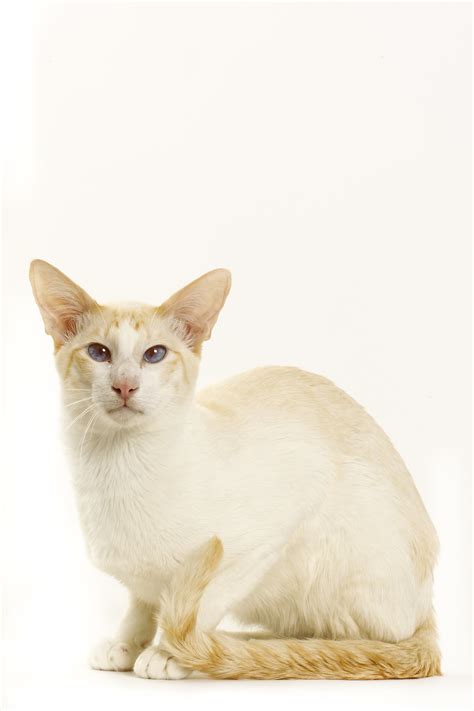 Colorpoint Shorthair Cat Breed Information And Characteristics