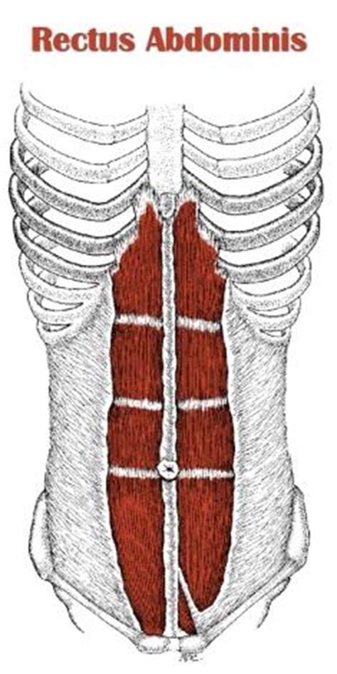 The transverse abdominis muscle and internal obliques affect posture by providing spinal. Anatomy - Anatomy 2100 with Brooks at University of ...