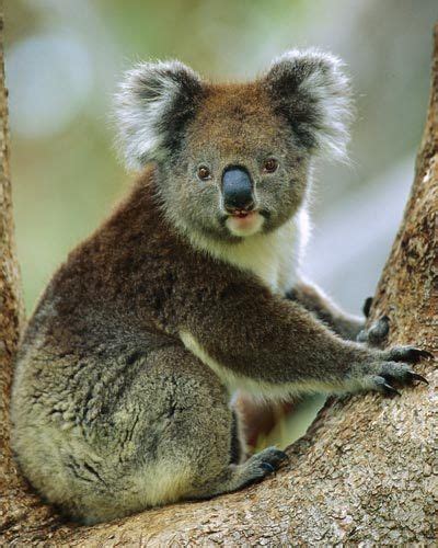 Like All Marsupials Koalas Have Pouches For Their Young Photo Credit
