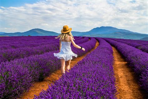 Stunning Australian Flower Fields To Visit This Summer | Lonely Continent