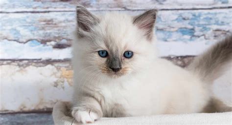 12 Bicolor Ragdoll Cat Colors Furry Kittens