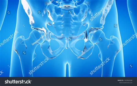 3d Rendered Illustration Human Skeletal Hip Stock Illustration 1432863038