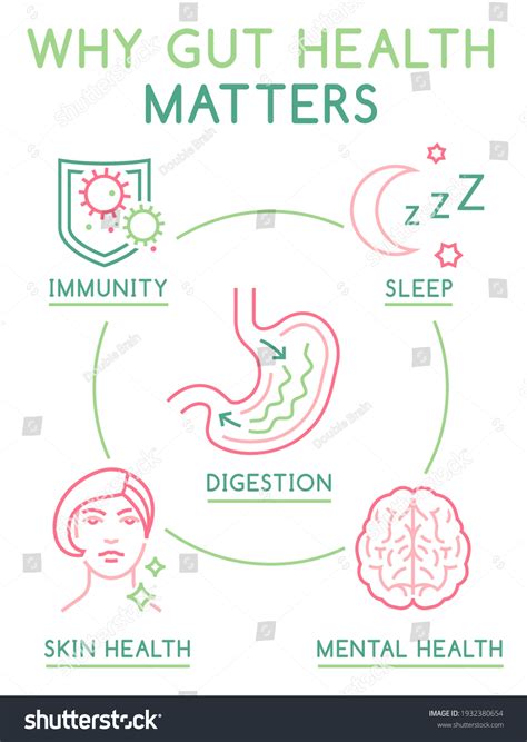 Why Gut Health Matters Vertical Poster Stock Vector Royalty Free